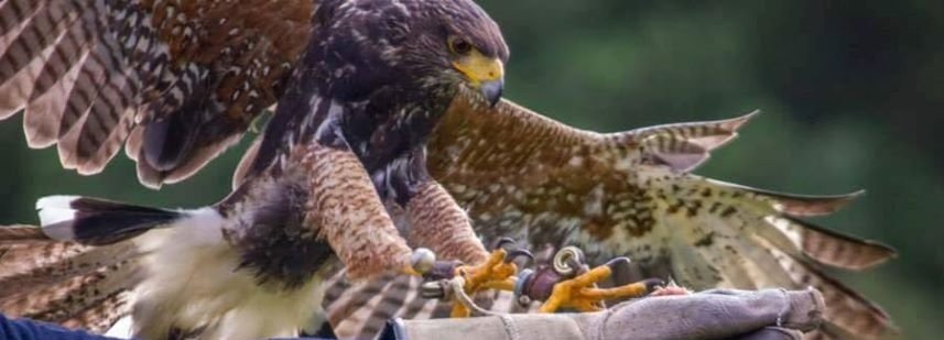 Burren Birds of Prey Centre: Discover Ireland's Majestic Raptors - Birds of  Prey US