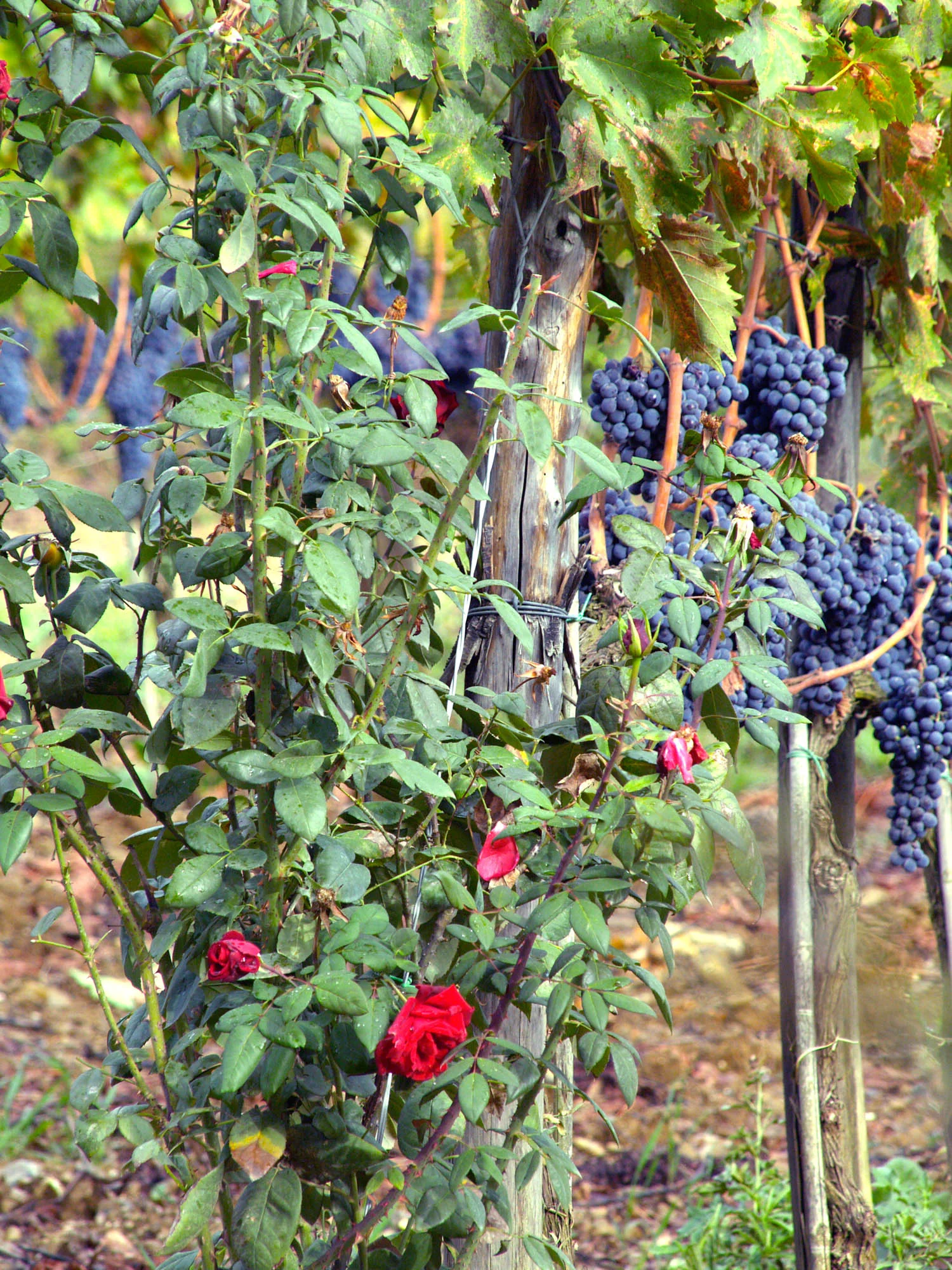 *Vineyard_9282647-6.jpg