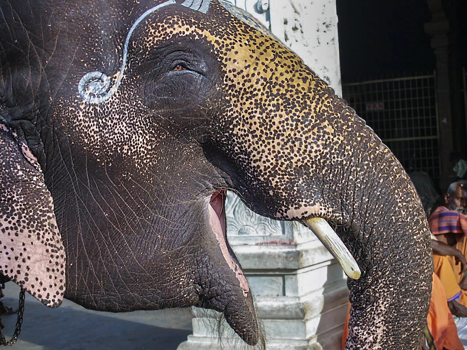Laughing elephant