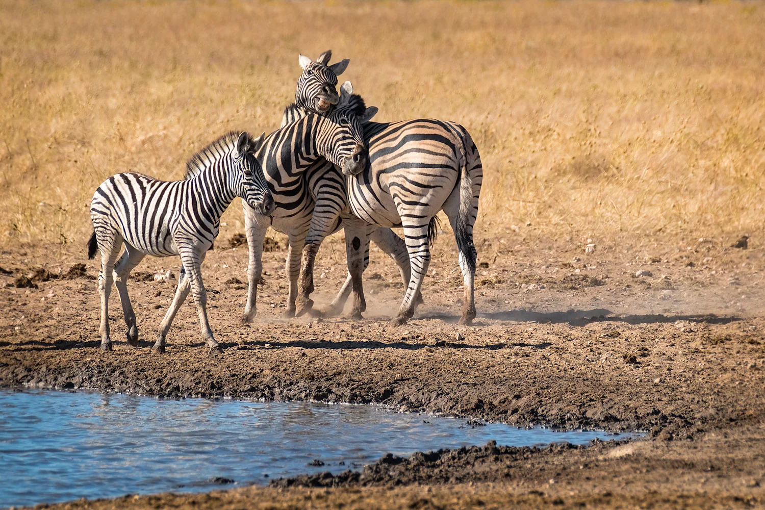 ZebrasPlay_DSF5788-Recovered.jpg