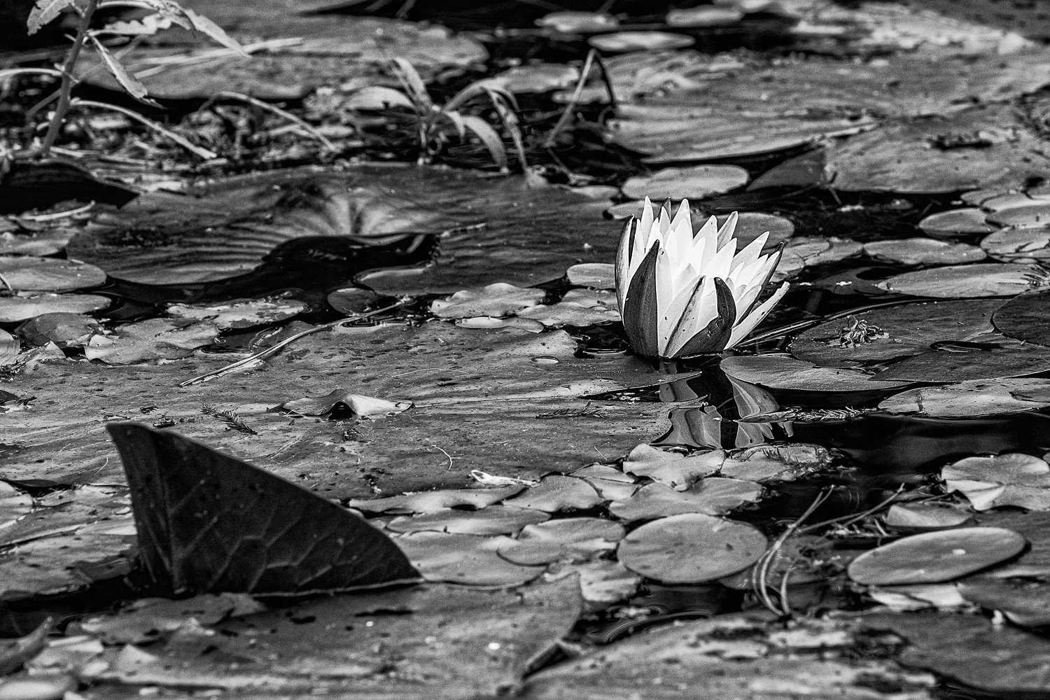 Lotus blossom at Cypress Gardens