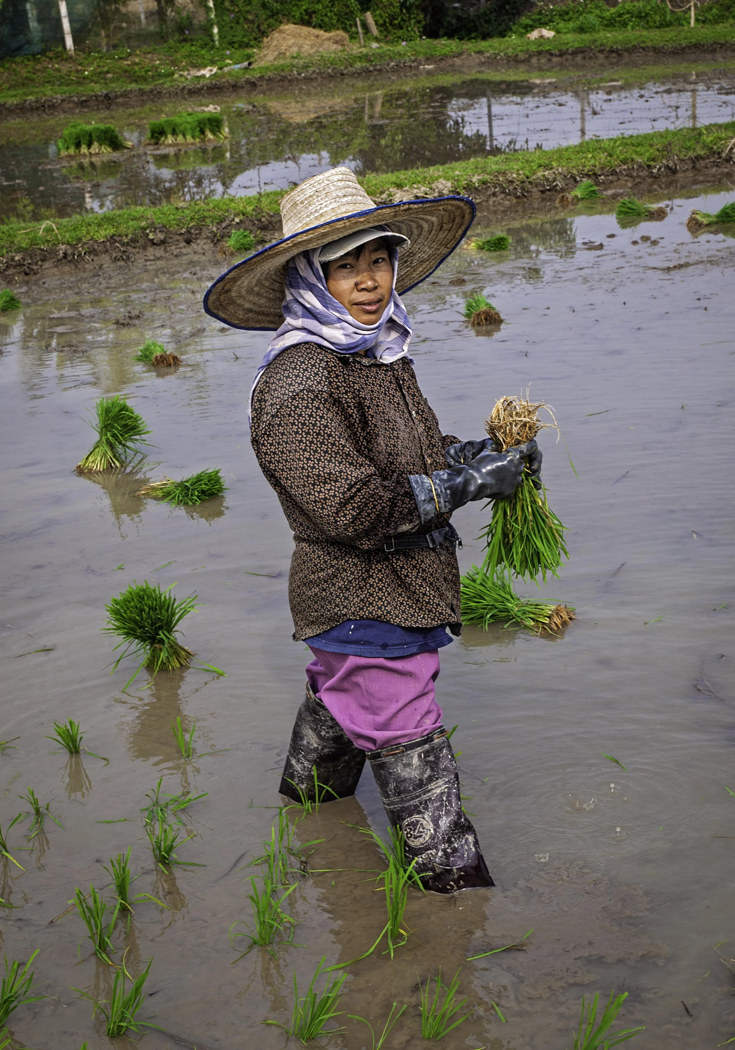 ThaiRicePaddies-6_P1170908 copy.jpg