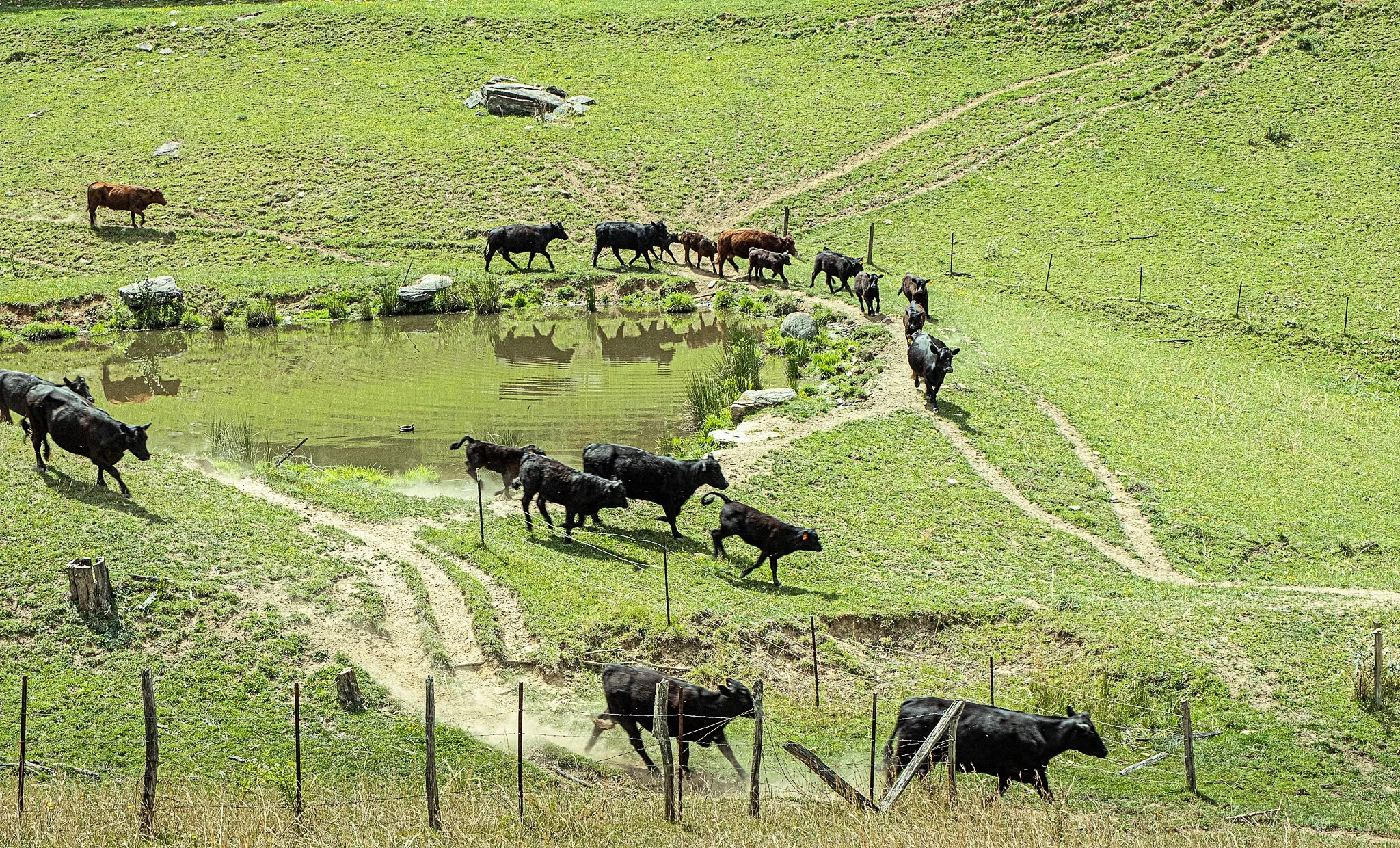 CowsMoving_HawkinsFarm_WoodyEisenberg_05.2026_DSF4928.jpg