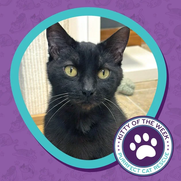 Black Cat With Green Eyes for Adoption: Find Your Perfect Feline Friend
