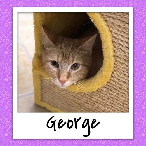 george_bio_500x500.jpg