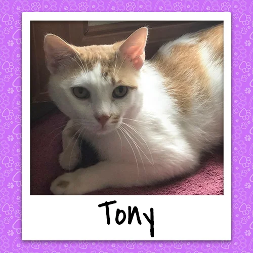 tony_bio_500x500.jpg