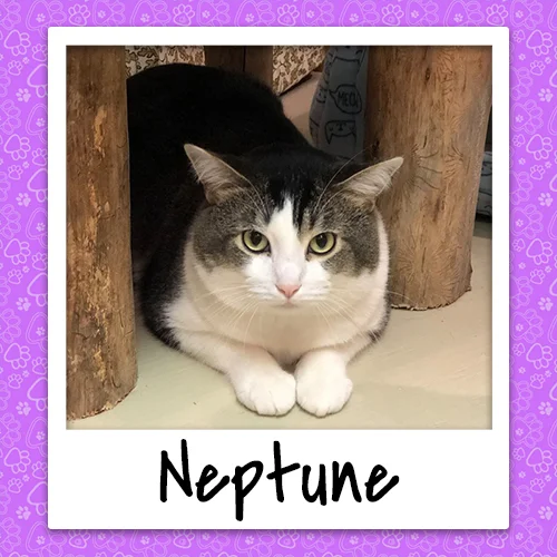neptune_bio_500x500.jpg