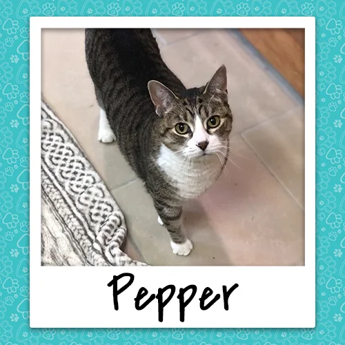 pepper_bio_500x500.jpg