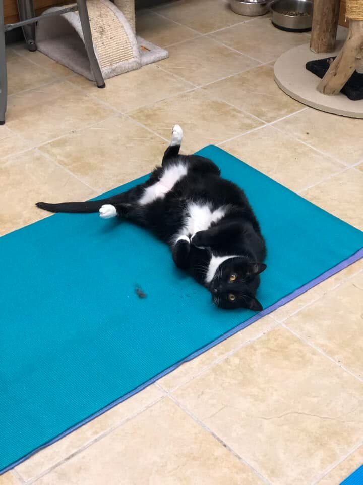 Mats & Cats Yoga — Purrfect Cat Rescue