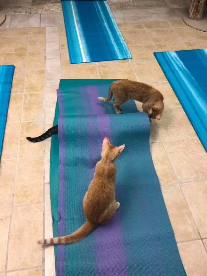 Mats & Cats Yoga — Purrfect Cat Rescue