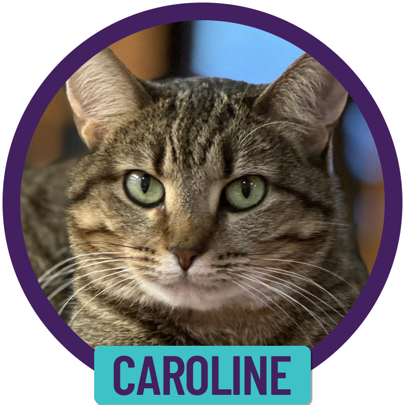 Adoptable Cats | Caroline — Purrfect Cat Rescue