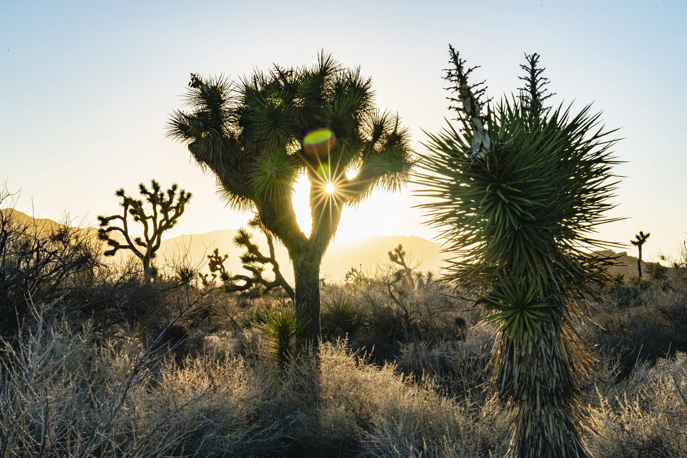 Your Seasonal Guide for Visit Joshua Tree National Park