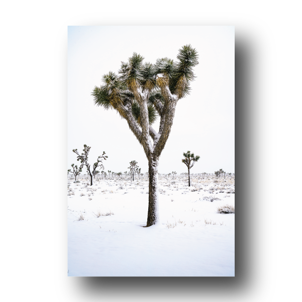 Snowy Joshua Tree