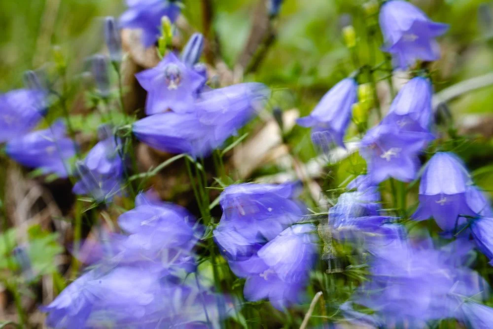 Blue Bells Ringing