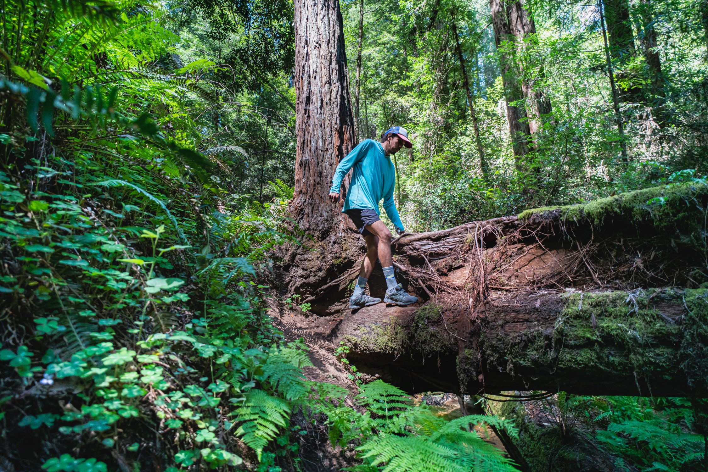 Redwood Forest with Caitlyn, Hektor, and Kat in Santa Cruz, CA