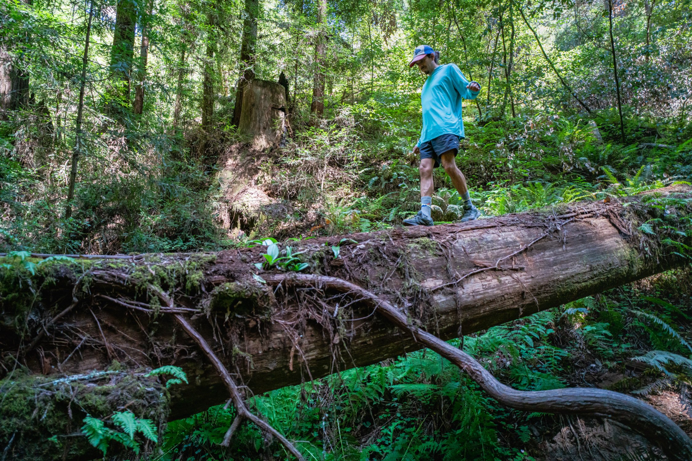 Redwood Forest with Caitlyn, Hektor, and Kat in Santa Cruz, CA