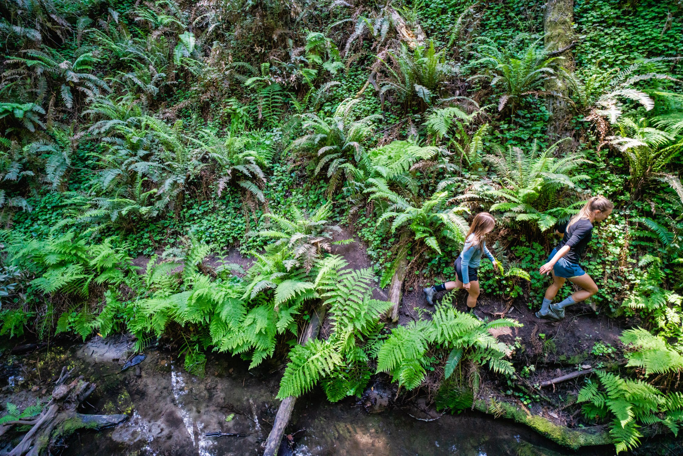 Redwood Forest with Caitlyn, Hektor, and Kat in Santa Cruz, CA