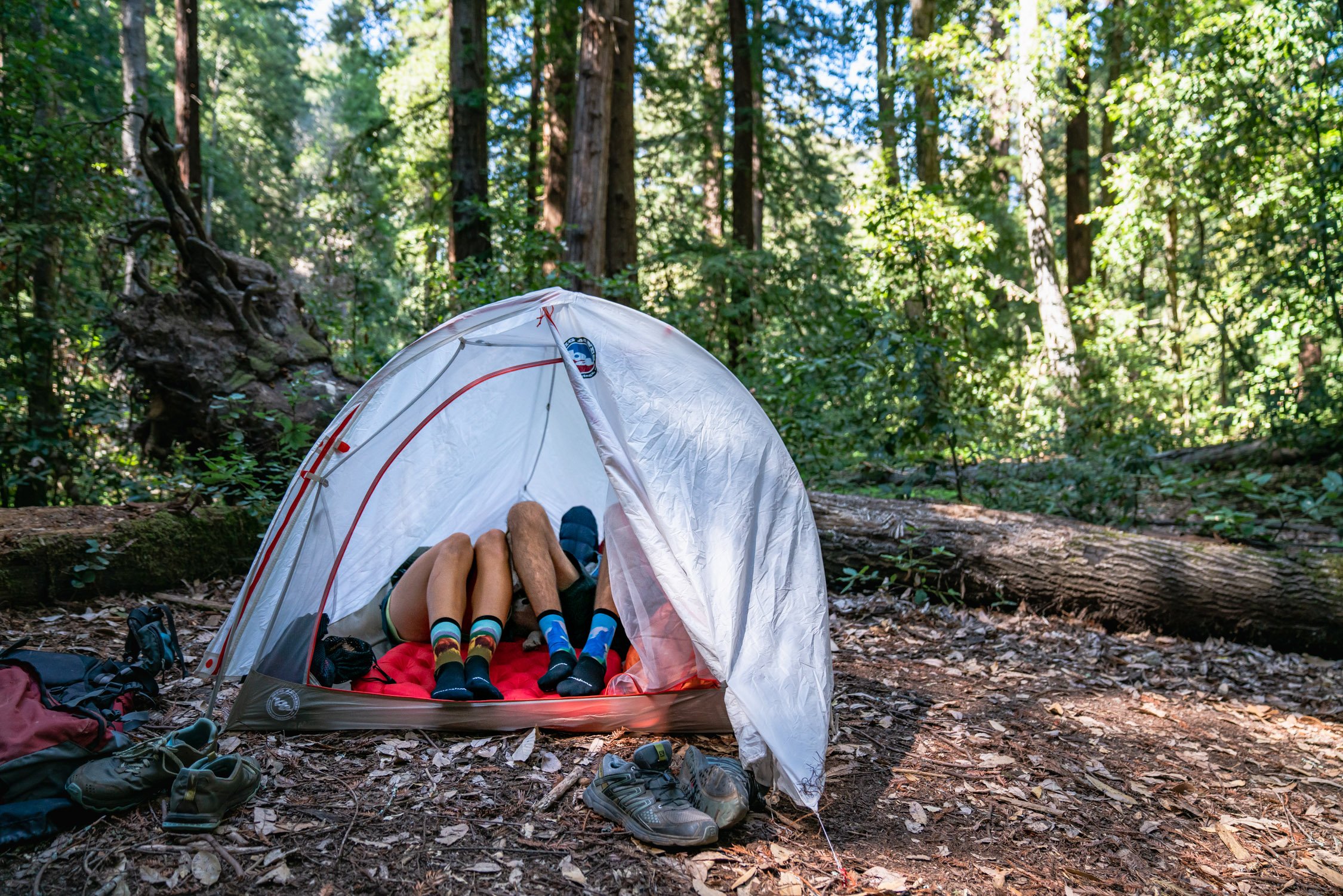 Redwood Forest with Caitlyn, Hektor, and Kat in Santa Cruz, CA