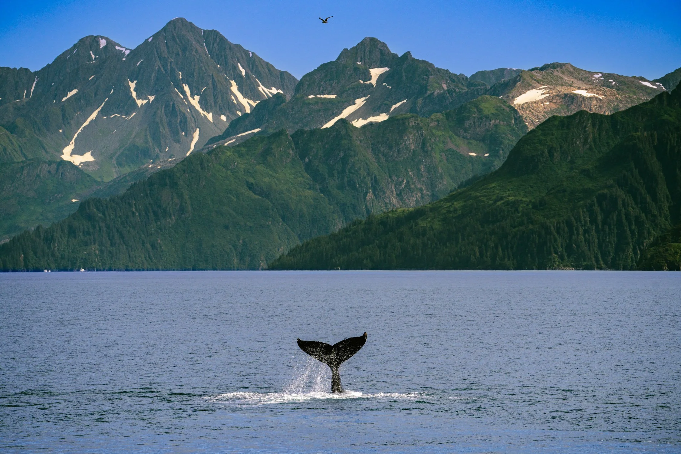 You Can’t Drive Through Kenai Fjords, But You Can Experience The National Park By Foot, Boat, And Plane