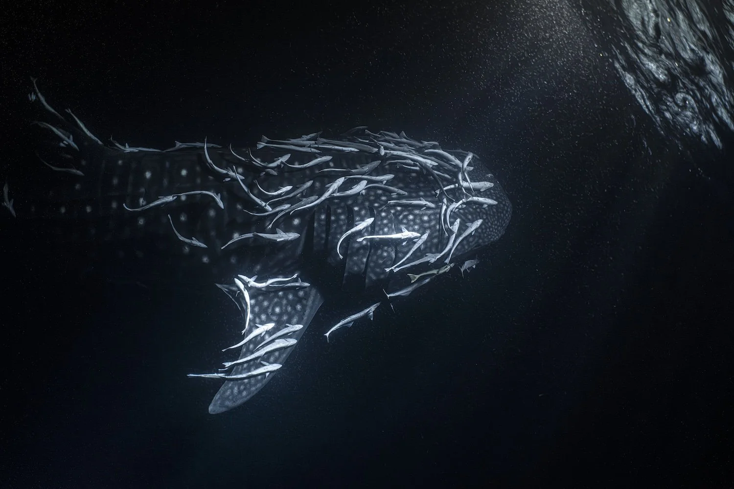 Want To Swim With Whale Sharks In The Maldives? How About At Night?