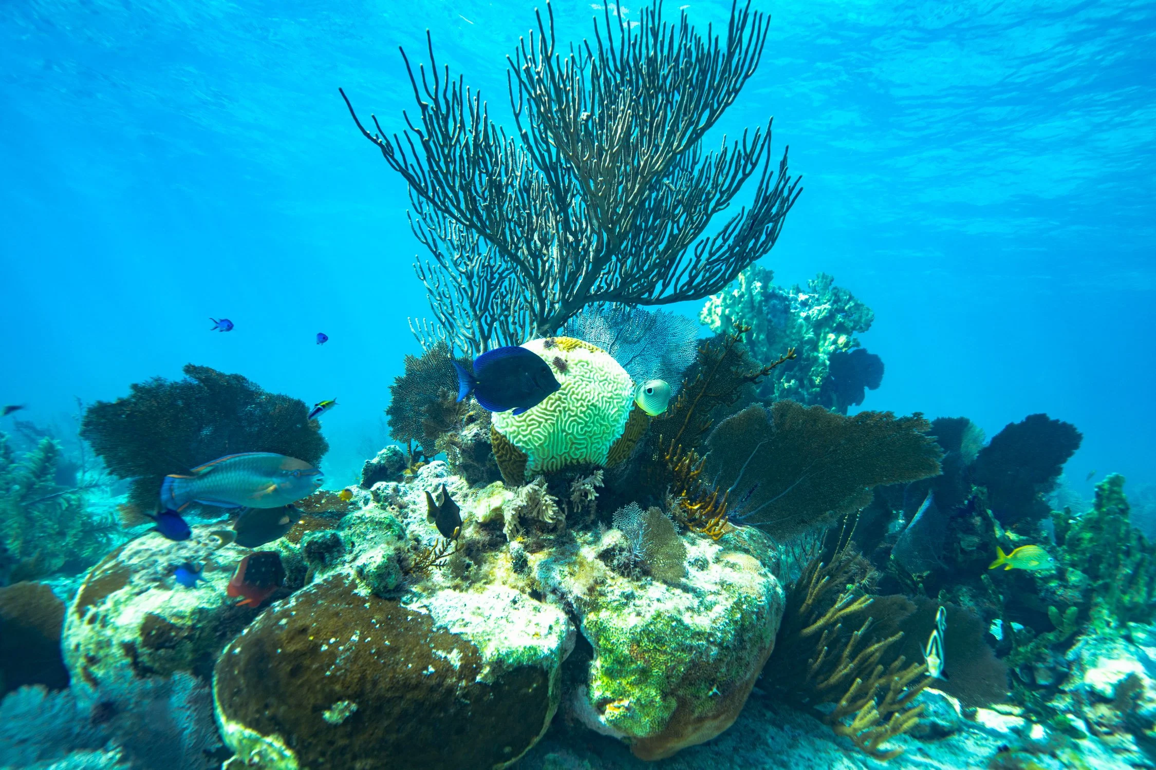 You Don't Need A Wetsuit To Snorkel In Belize, But You'll Want This