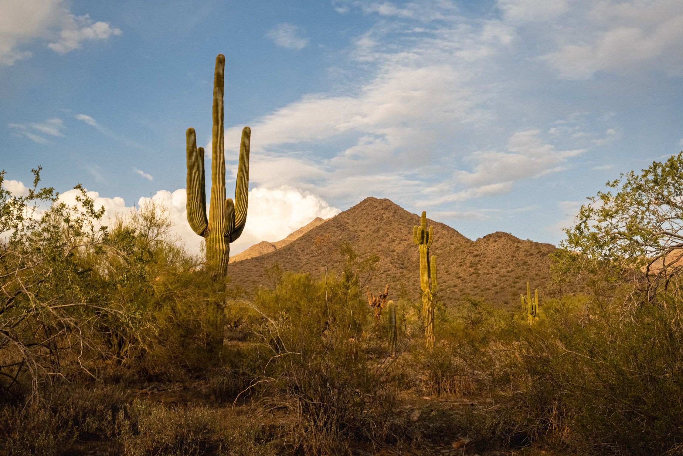 Landscape of McDowell Preserve in Scottsdale, AZ