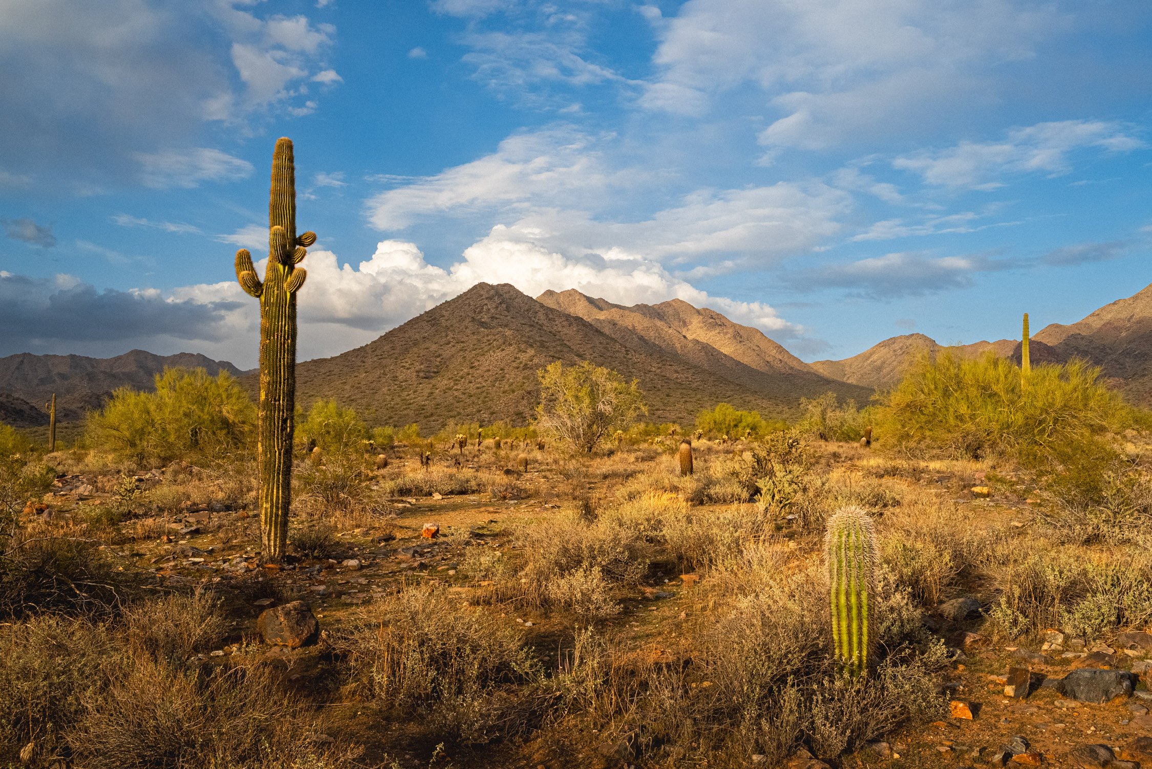 Landscape of McDowell Preserve in Scottsdale, AZ
