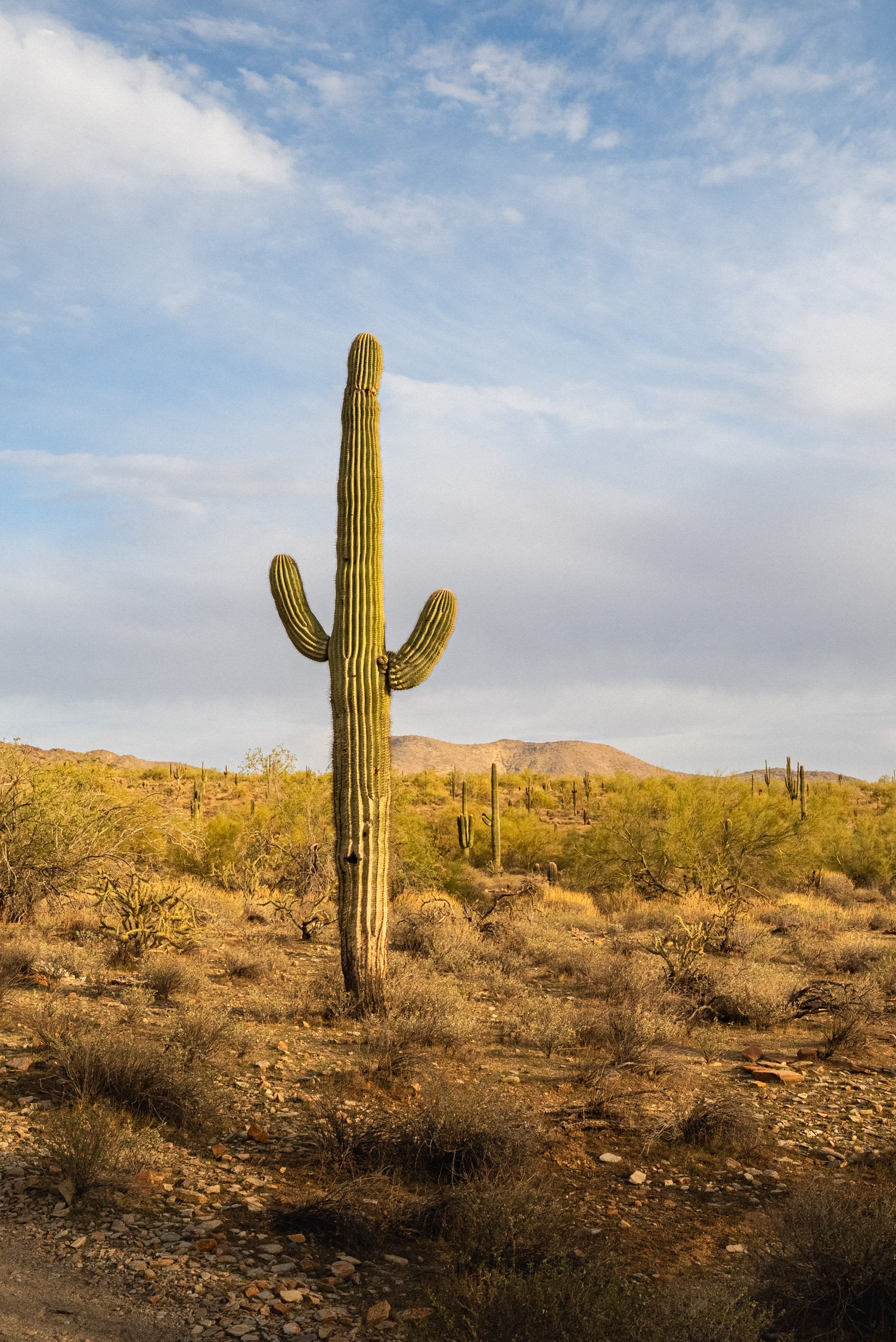 Landscape of McDowell Preserve in Scottsdale, AZ
