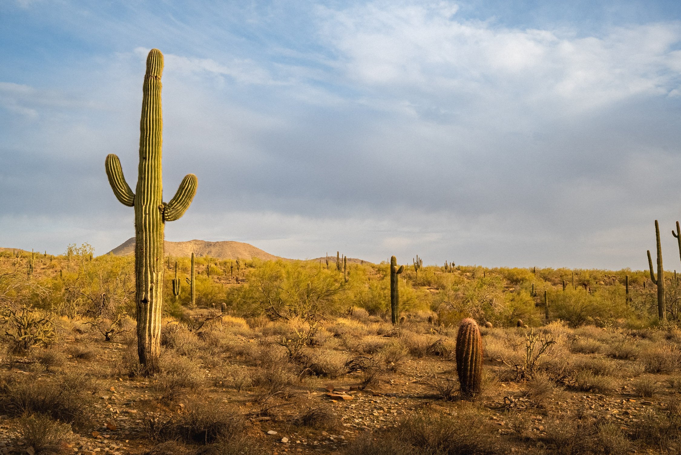 Landscape of McDowell Preserve in Scottsdale, AZ