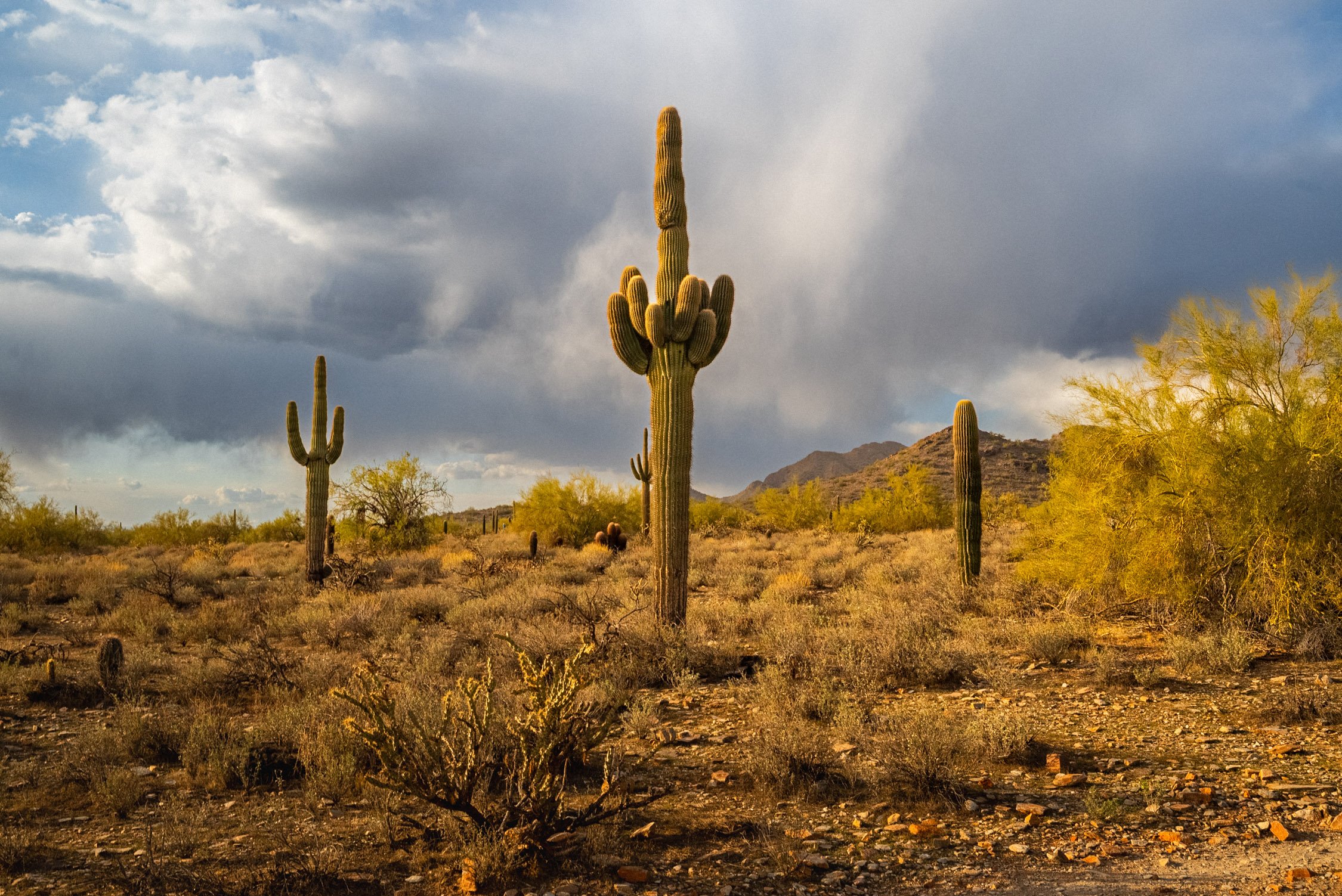 Landscape of McDowell Preserve in Scottsdale, AZ