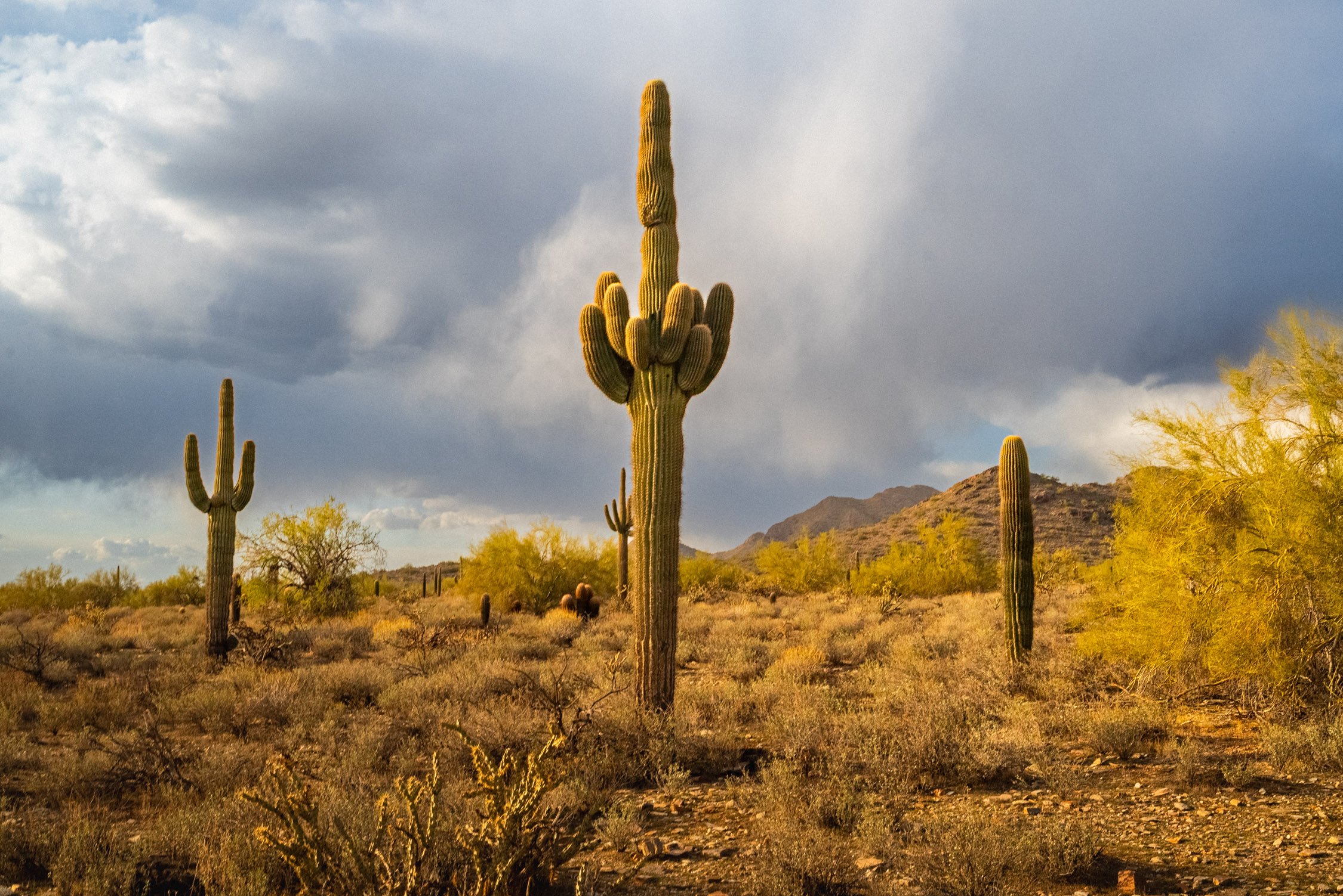 Landscape of McDowell Preserve in Scottsdale, AZ