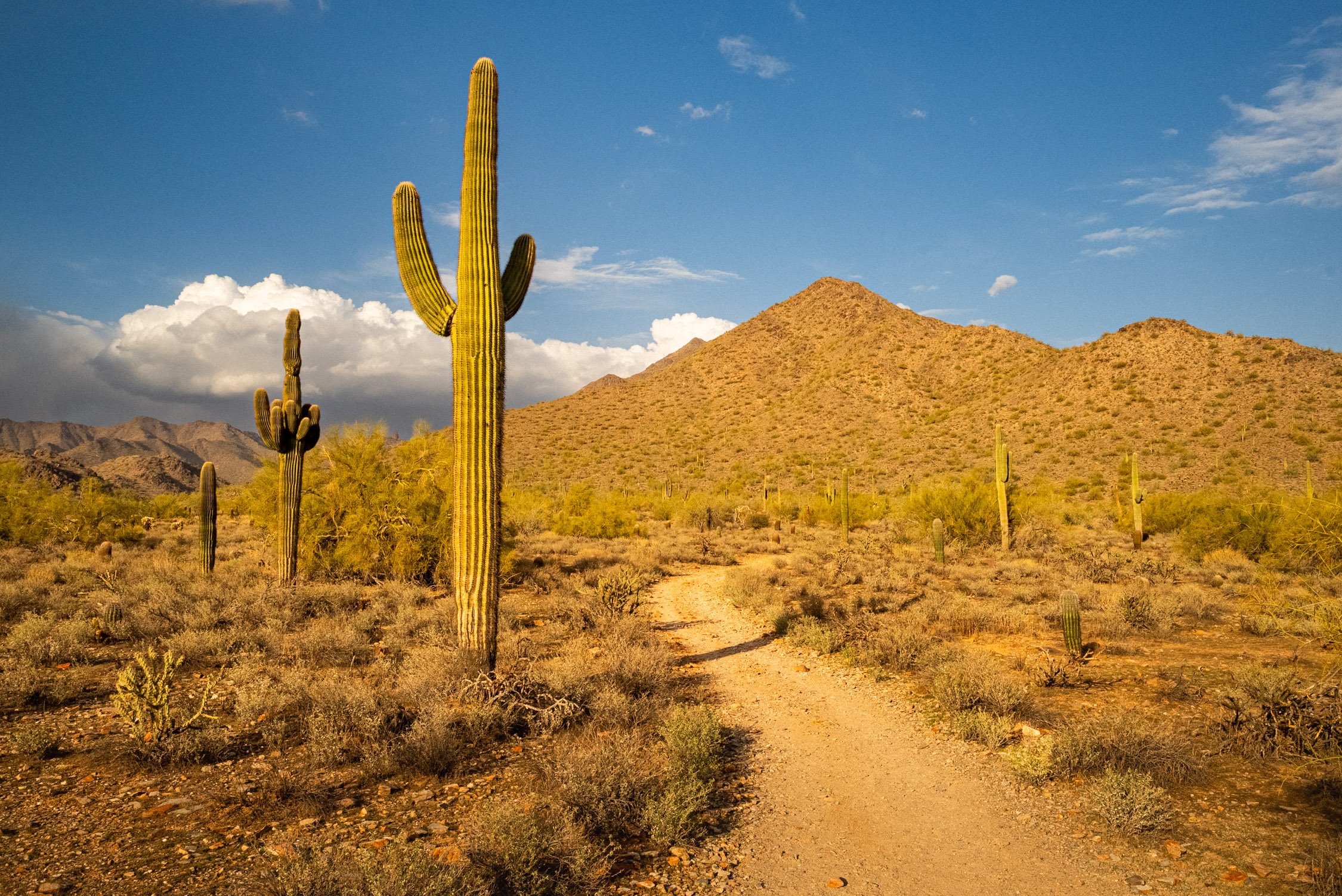 Landscape of McDowell Preserve in Scottsdale, AZ