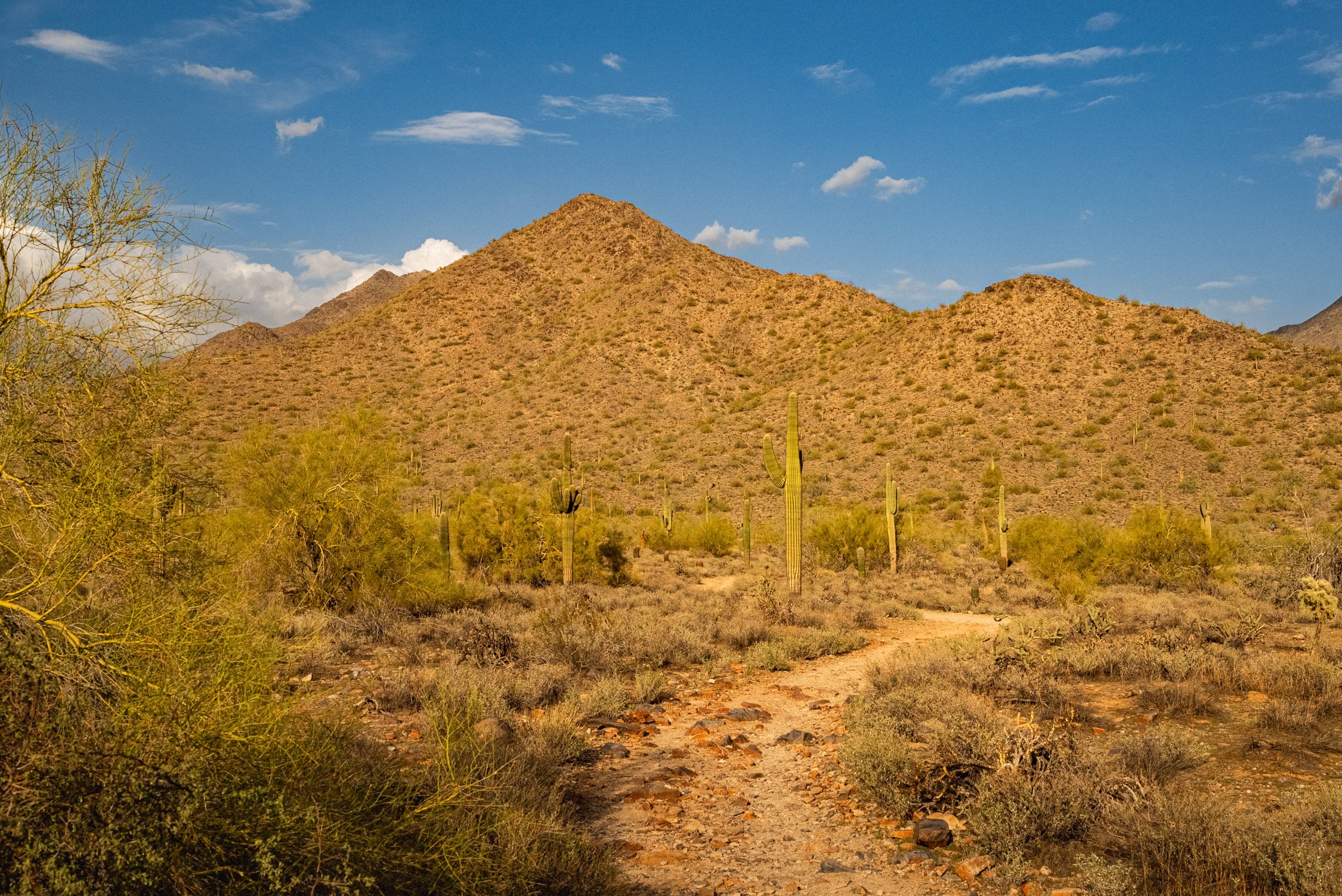 Landscape of McDowell Preserve in Scottsdale, AZ