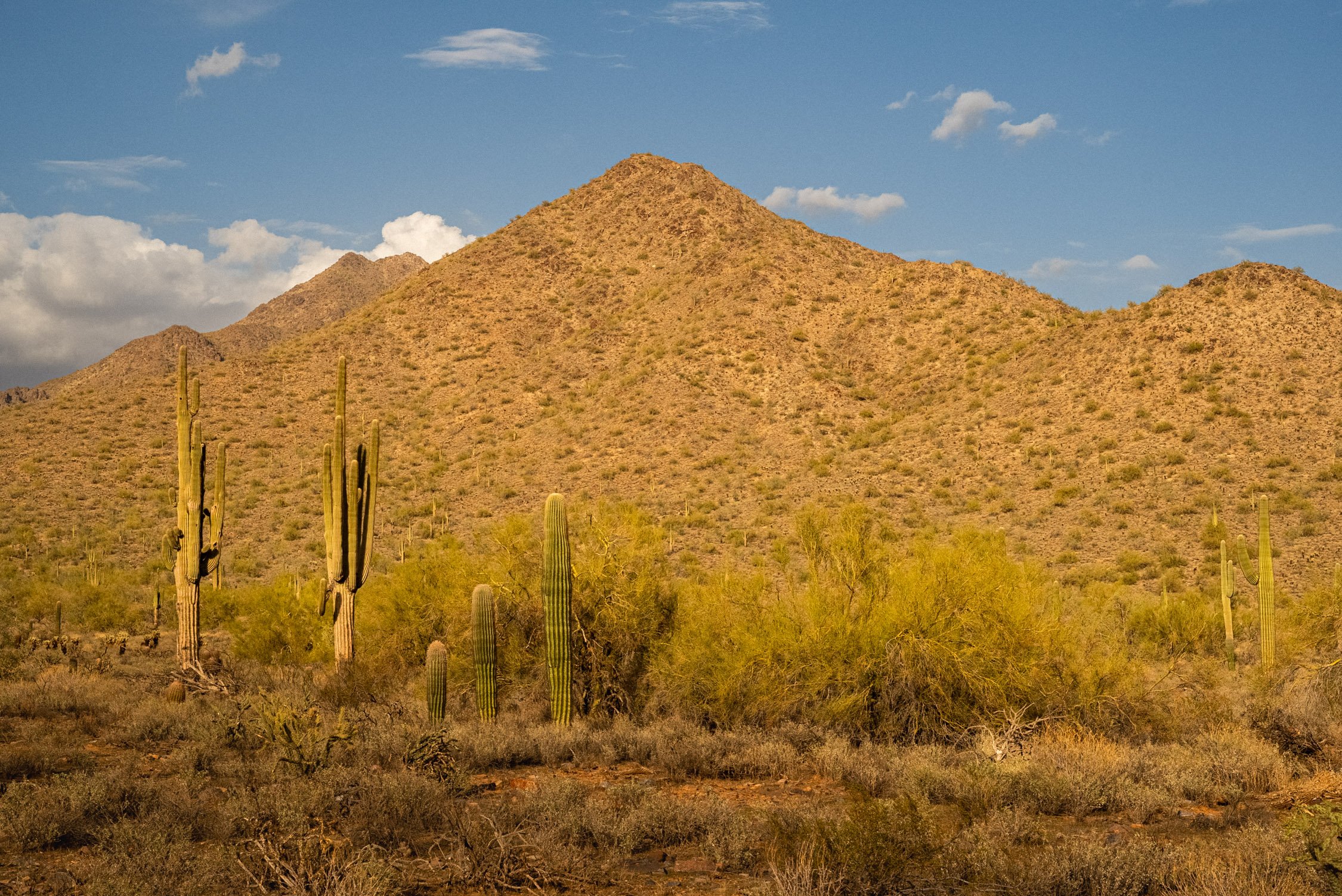 Landscape of McDowell Preserve in Scottsdale, AZ