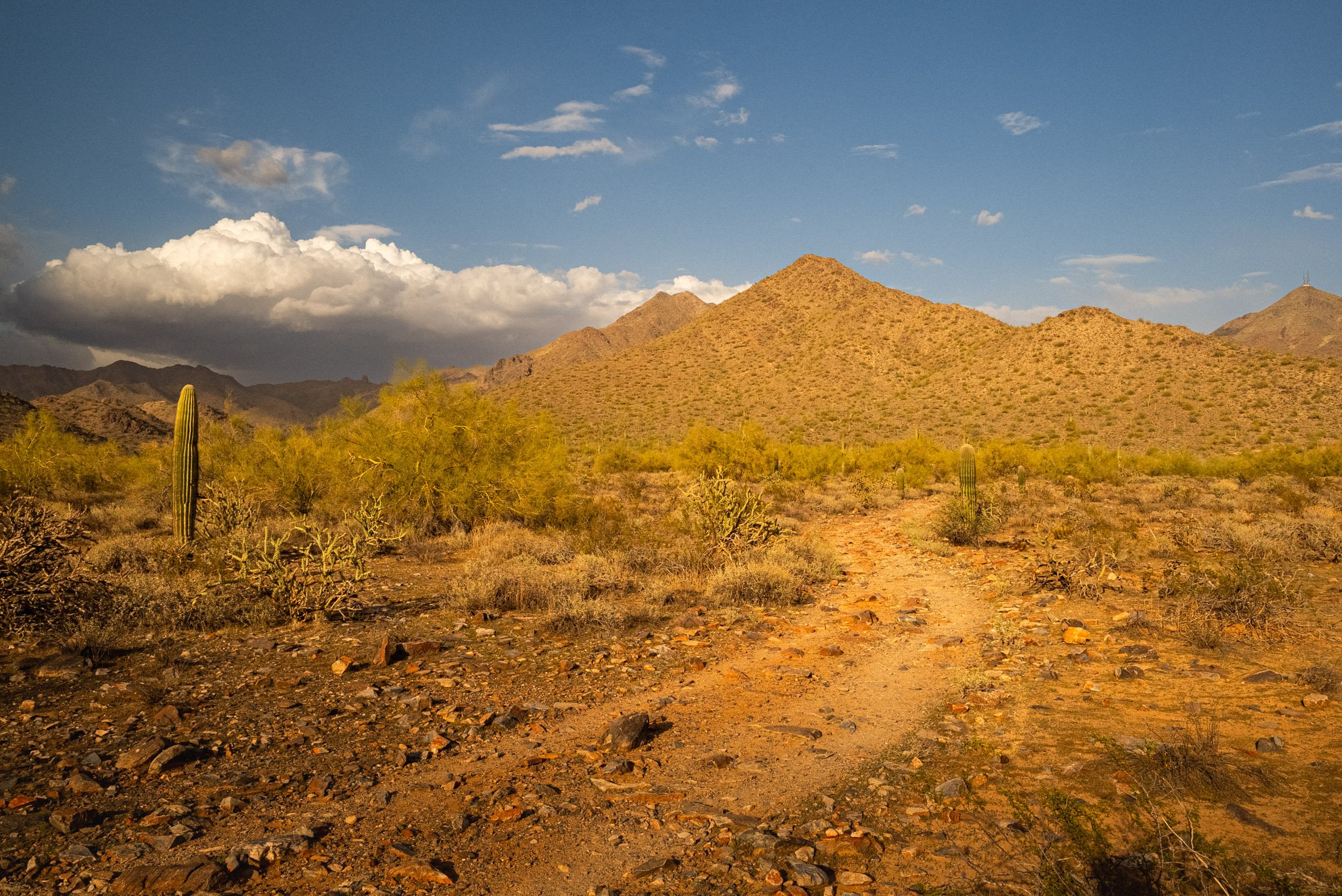 Landscape of McDowell Preserve in Scottsdale, AZ
