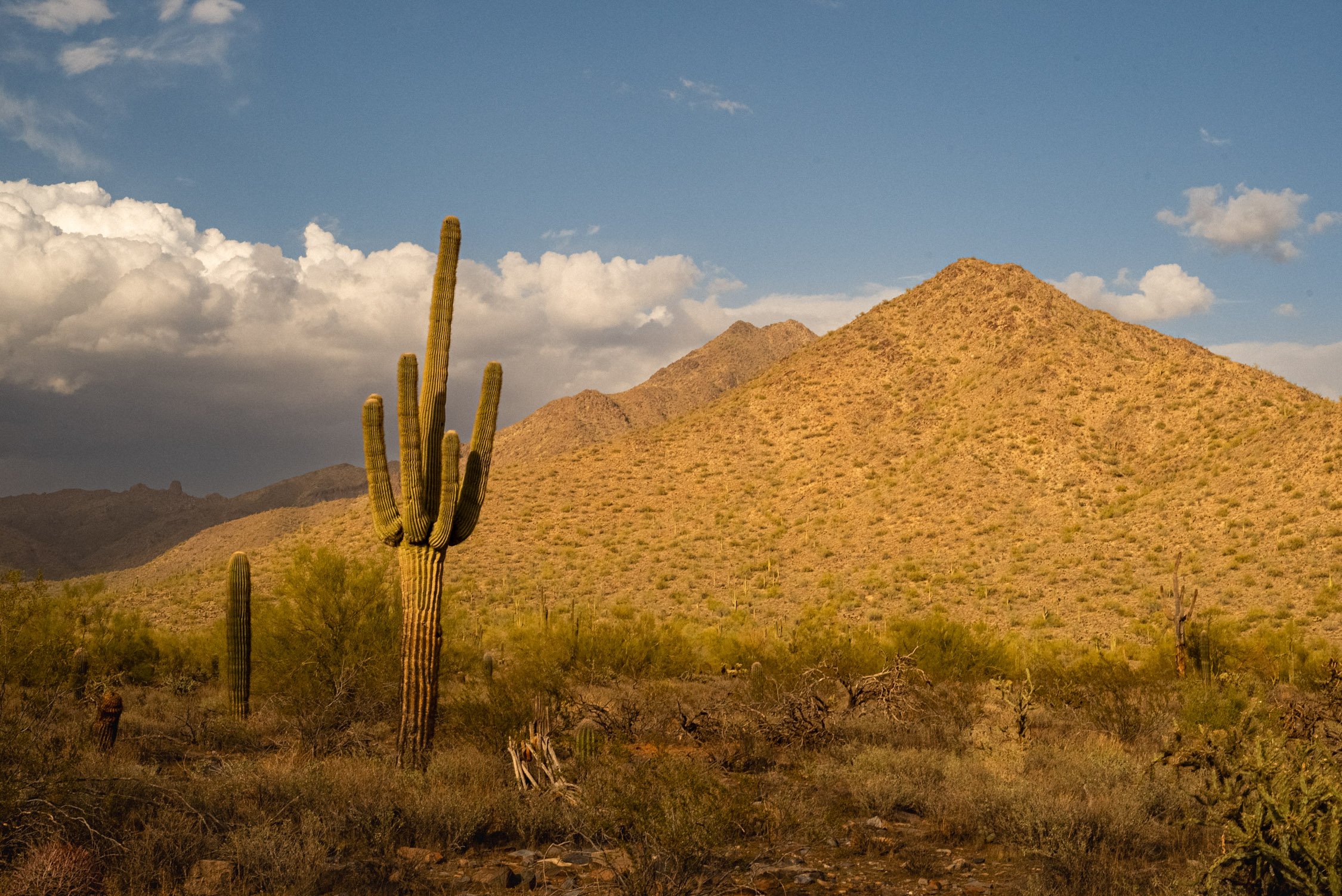 Landscape of McDowell Preserve in Scottsdale, AZ