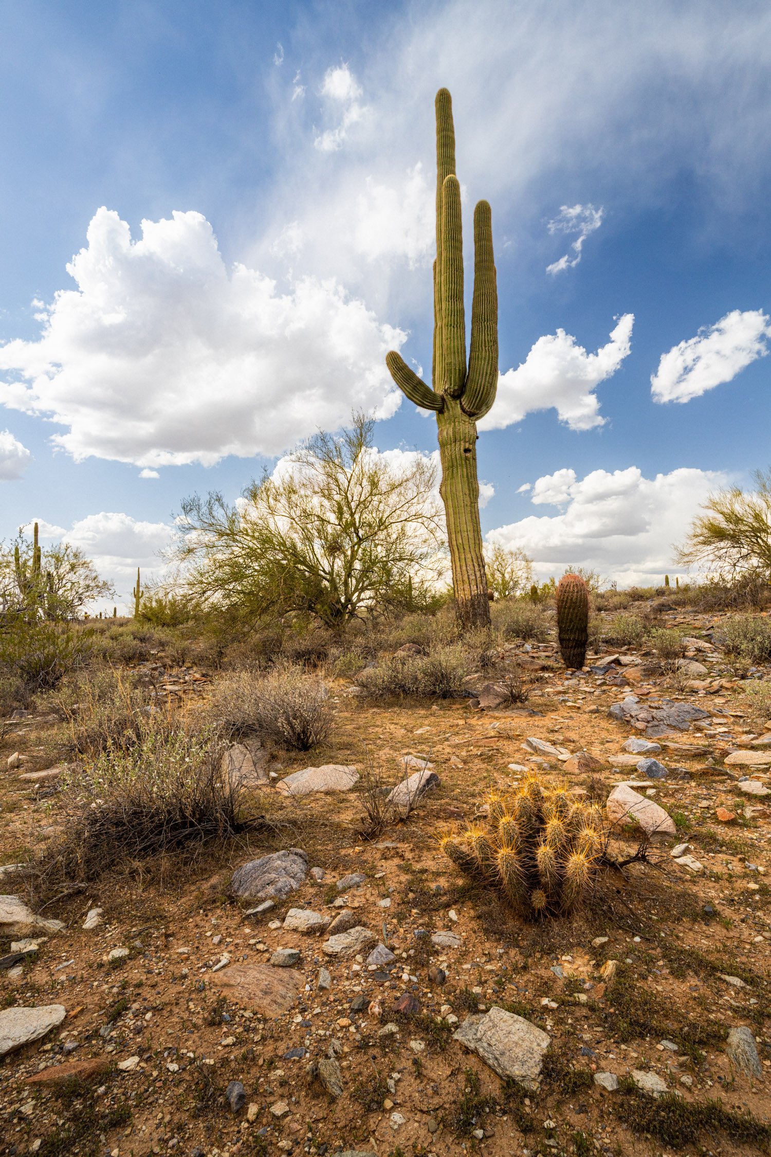 Landscape of McDowell Preserve in Scottsdale, AZ