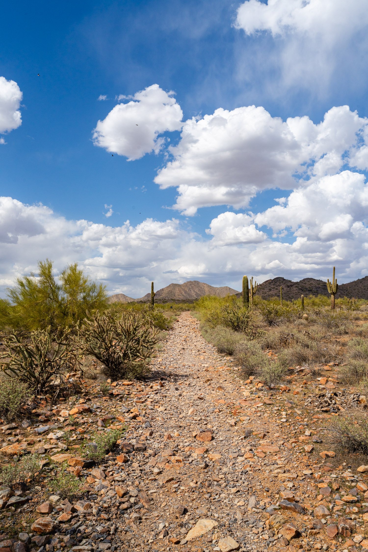 Landscape of McDowell Preserve in Scottsdale, AZ