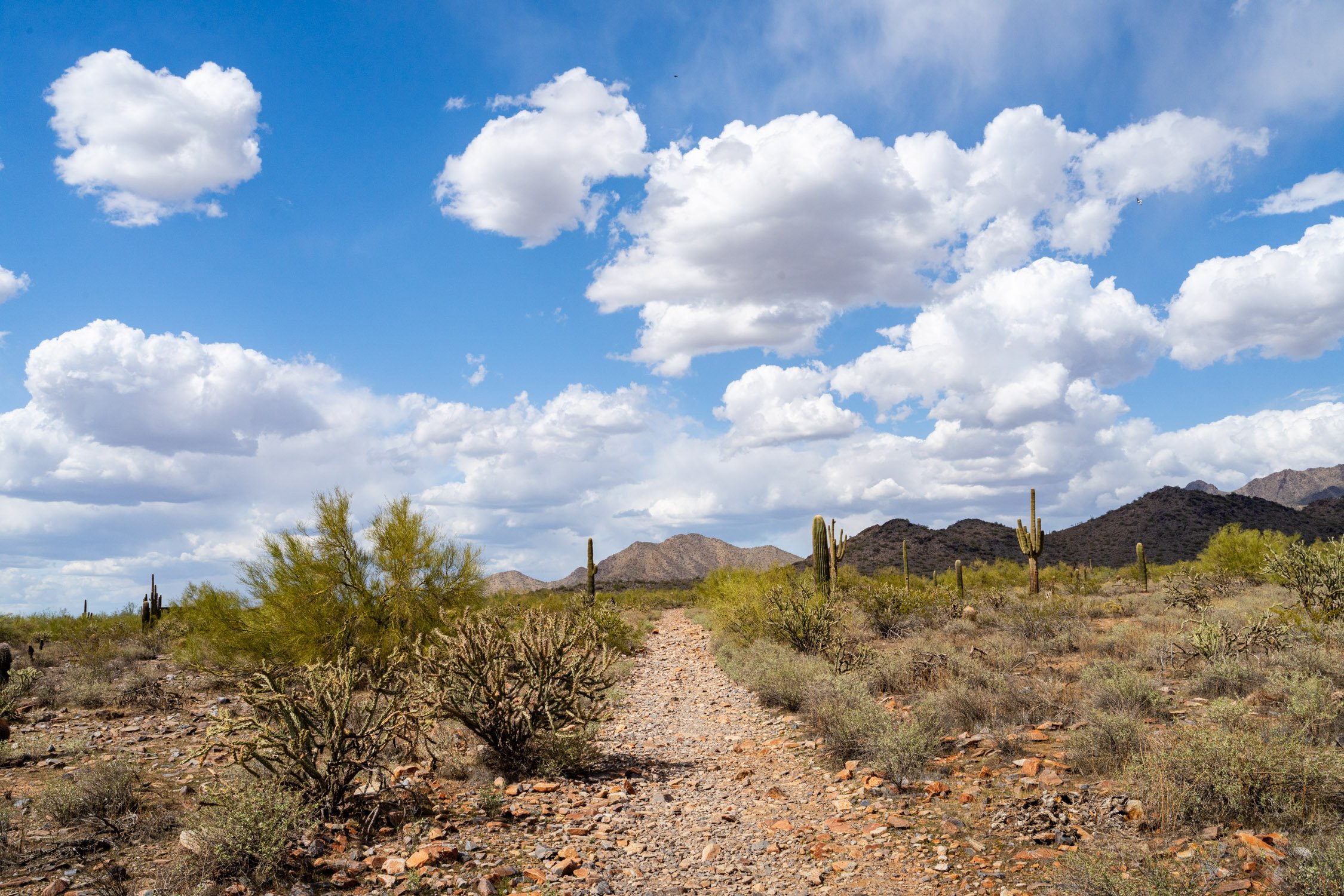 Landscape of McDowell Preserve in Scottsdale, AZ