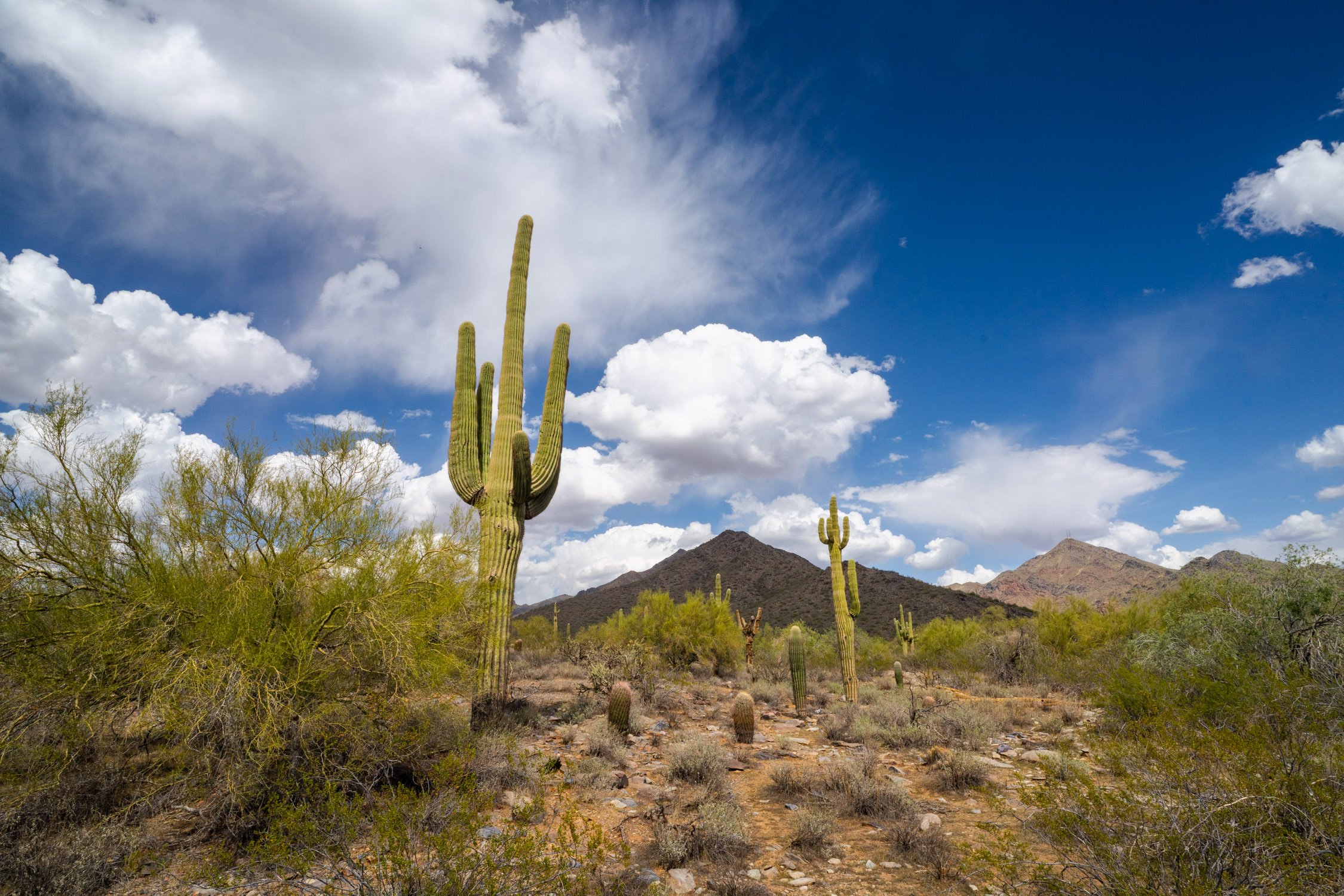 Landscape of McDowell Preserve in Scottsdale, AZ