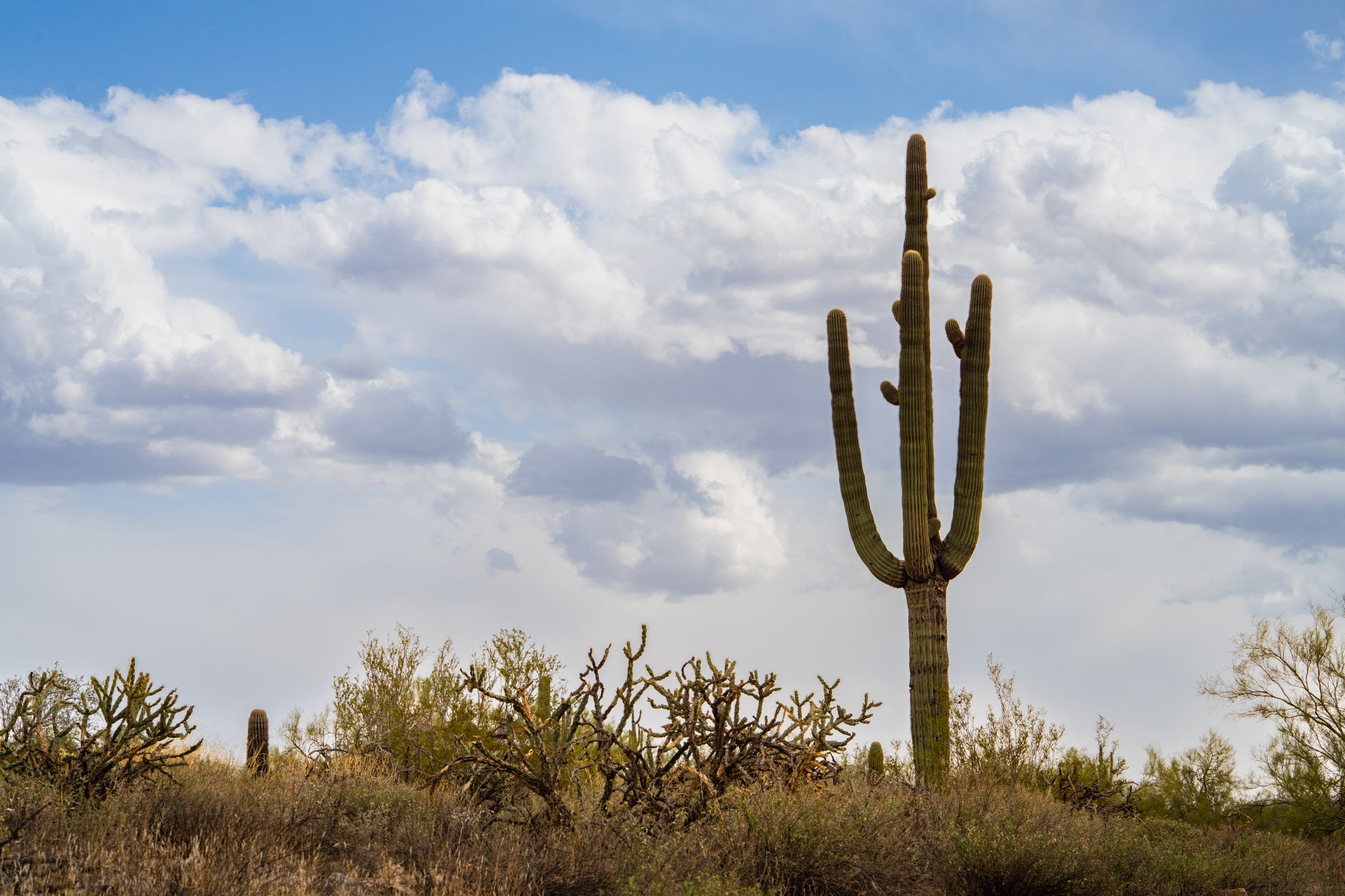 Landscape of McDowell Preserve in Scottsdale, AZ