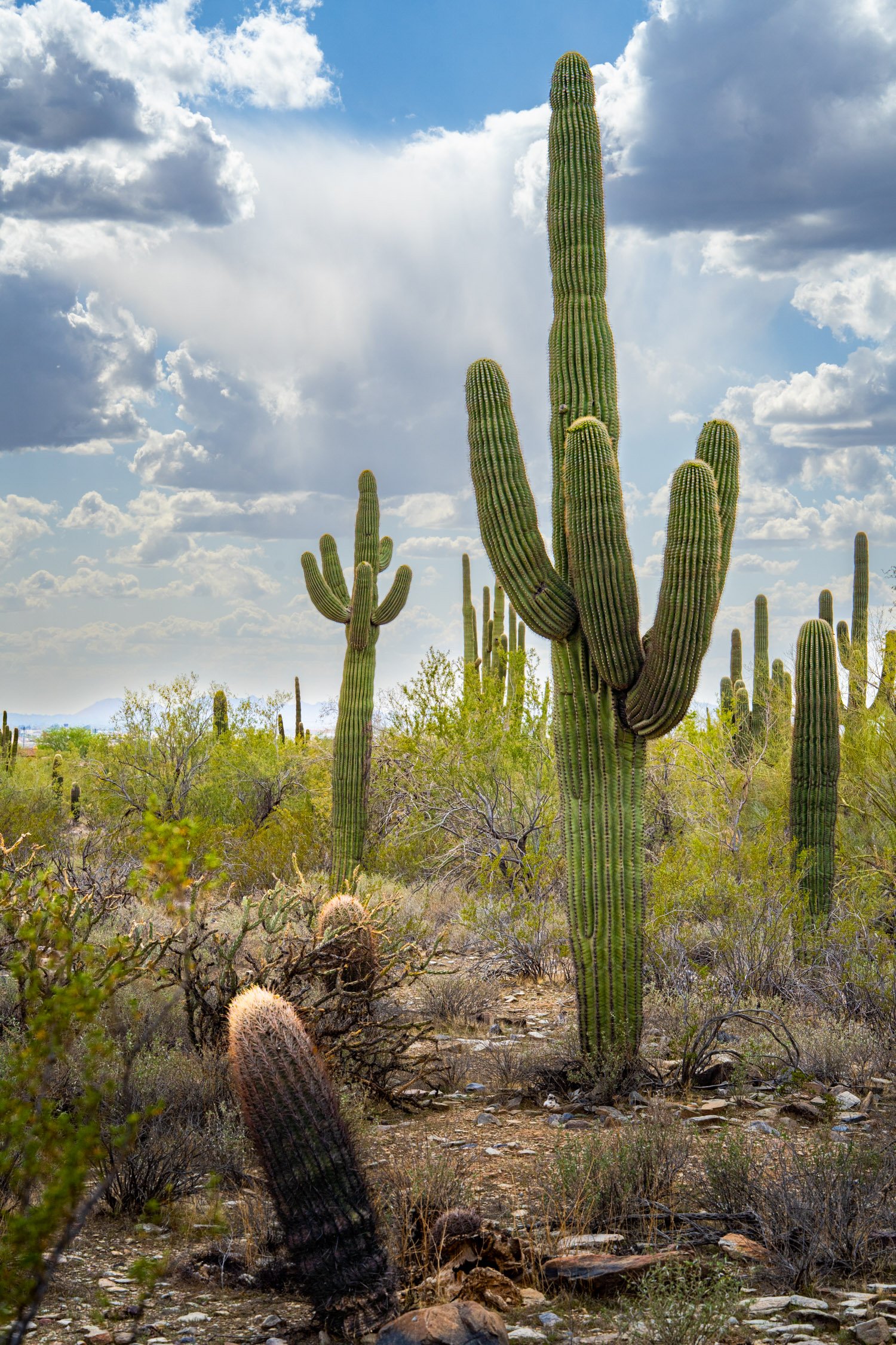 Landscape of McDowell Preserve in Scottsdale, AZ