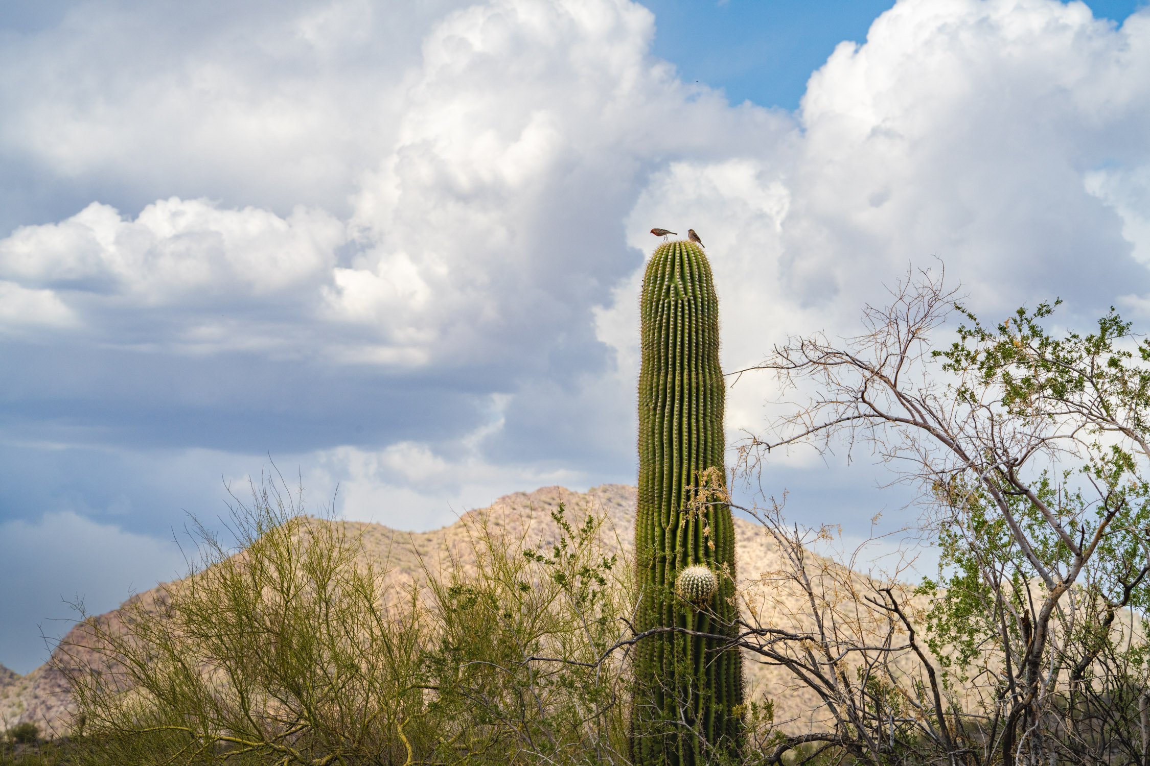 Landscape of McDowell Preserve in Scottsdale, AZ