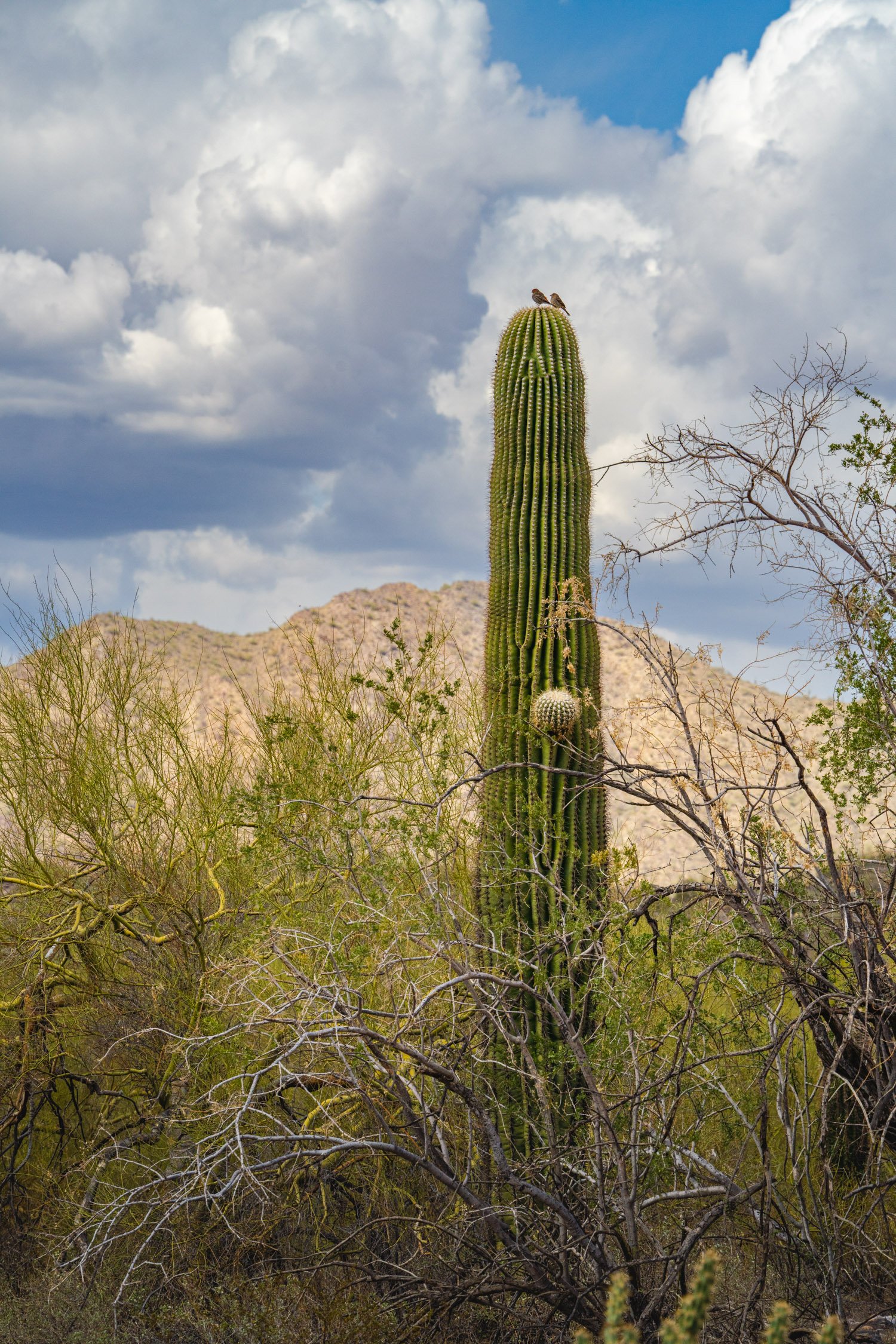 Landscape of McDowell Preserve in Scottsdale, AZ