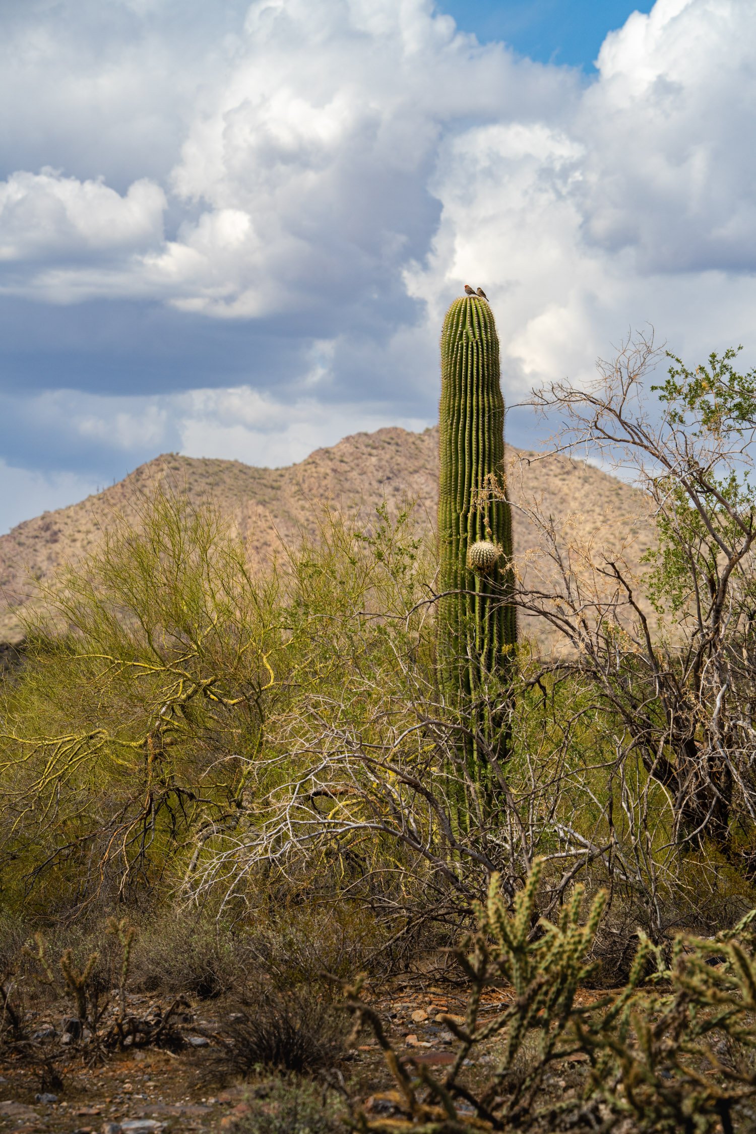 Landscape of McDowell Preserve in Scottsdale, AZ
