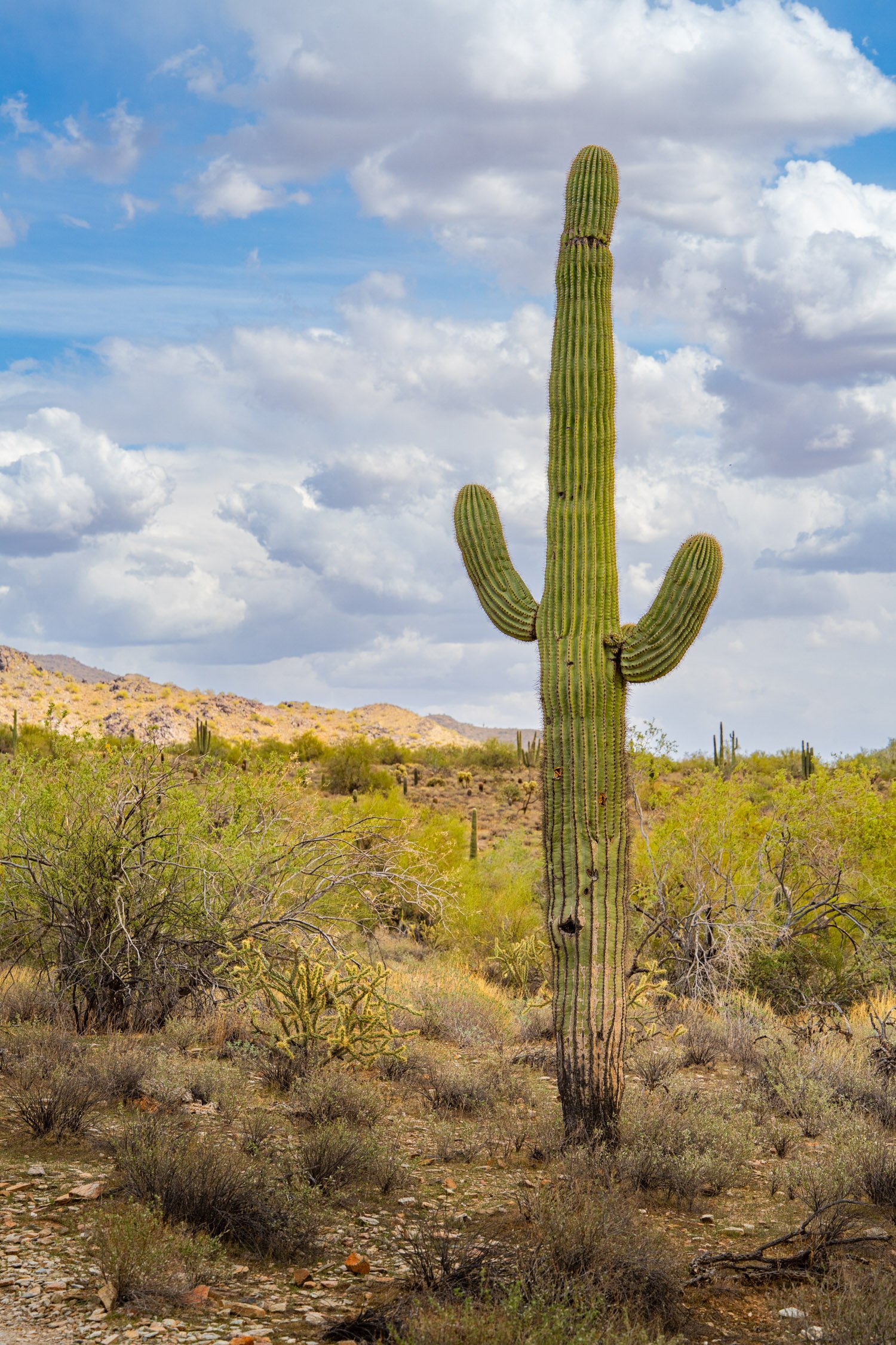 Landscape of McDowell Preserve in Scottsdale, AZ