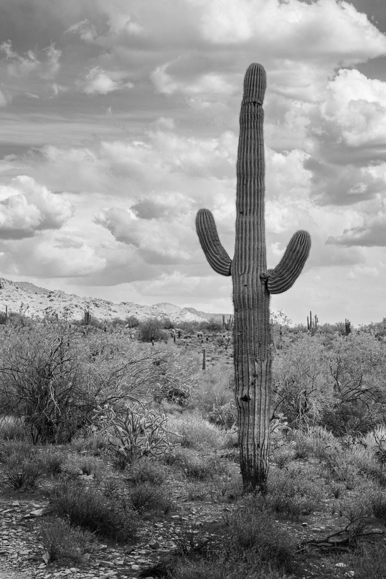 Landscape of McDowell Preserve in Scottsdale, AZ