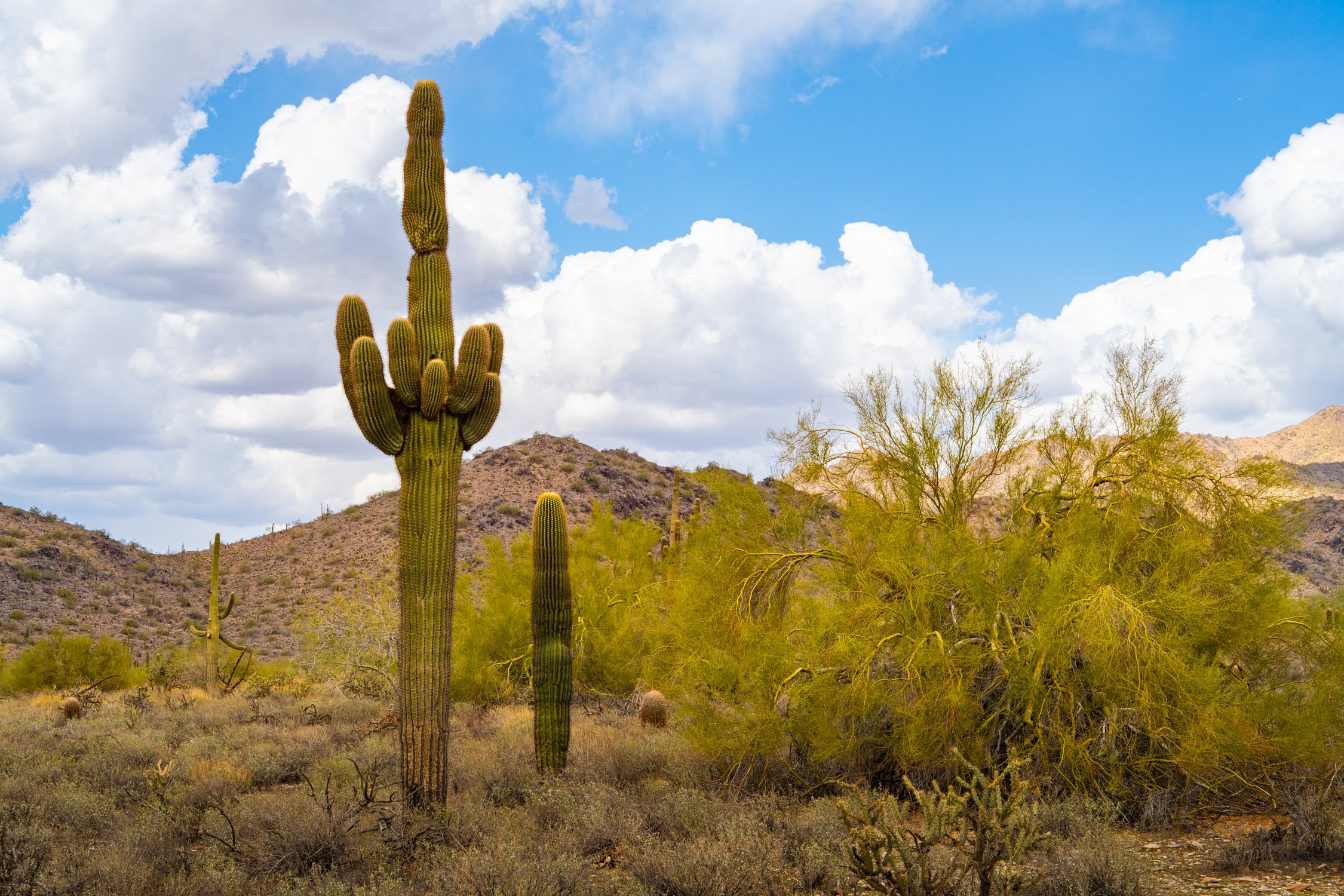 Landscape of McDowell Preserve in Scottsdale, AZ