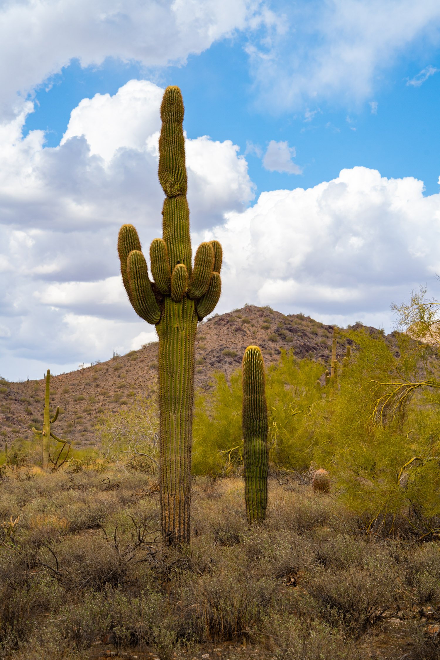 Landscape of McDowell Preserve in Scottsdale, AZ