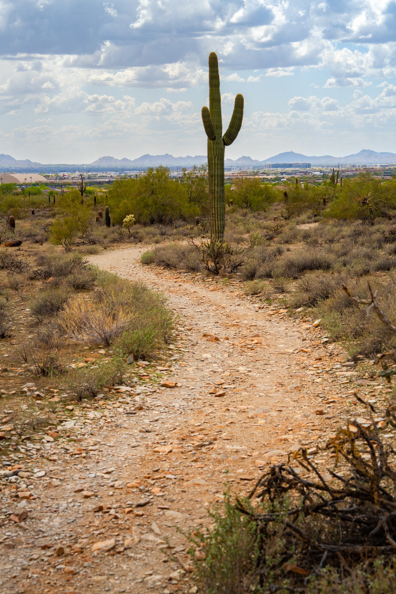 Landscape of McDowell Preserve in Scottsdale, AZ